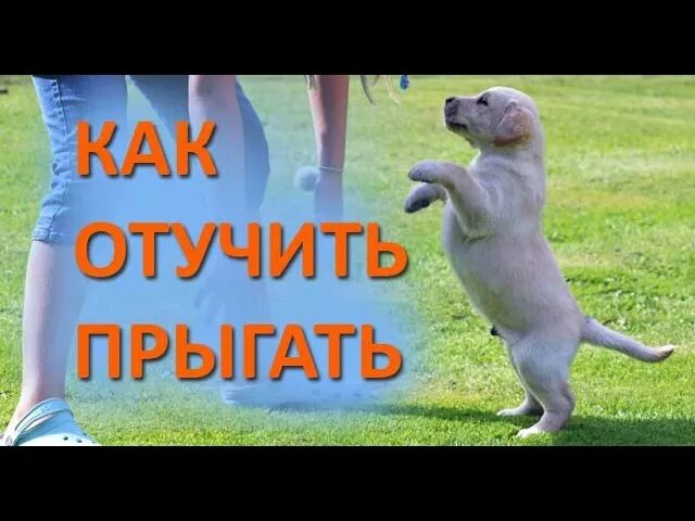 Как отучить собаку прыгать на людей. Как отучить собаку прыгать. отучить лабрадора прыгать. как отучить щенка прыгать. как отучить собаку прыгать на игрушки.