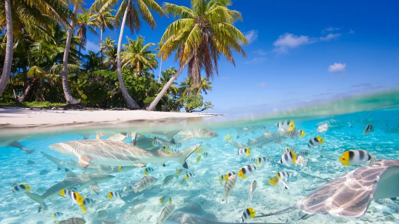 Экран island. Голубая Лагуна Саона Доминикана. Бассейн Карибского моря Саона. Канары, Карибы, Мальдивы, Сейшелы.. Гавайи Мальдивы Карибы.