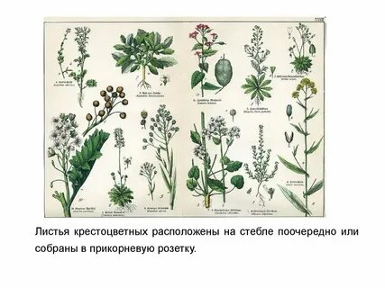 Листья крестоцветных растений