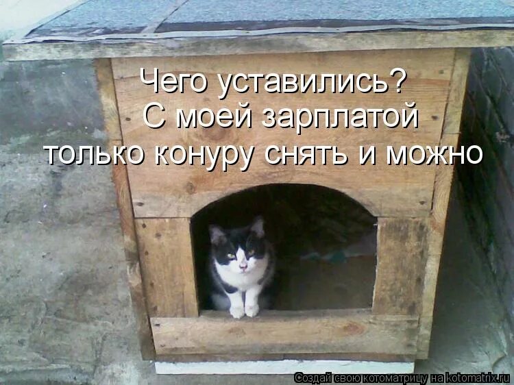 Собака не идет в будку. Собака в будке на цепи. Собака с конурой. Собака с конурой. Будка для собаки овчарки.