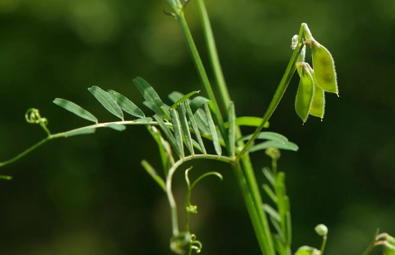 Vicia hirsuta. Горошек волосистый, — Vicia hirsuta. Горошек волосистый – Vicia hirsuta l.. Горошек мохнатый (Vicia villosa).