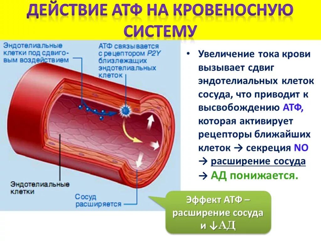 Клетки эндотелия сосудов. Эндотелий кровеносных сосудов. Эндотелиоциты сосудов. Эндотелий стенки сосуда. Звонкий сосуд