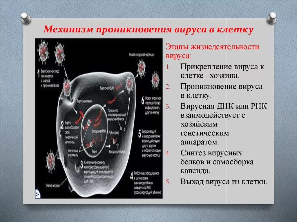 В вирусах происходит процесс. В вирусах происходит процесс