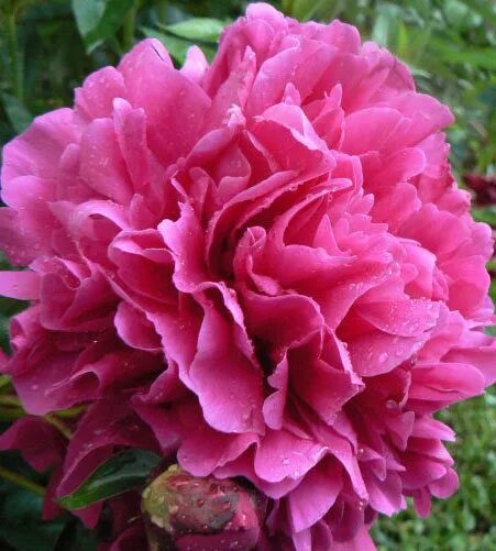 Kansas пион. Пион коппиус. Kansas пион. Пион молочноцветковый канзас. Пион lactiflora kansas.