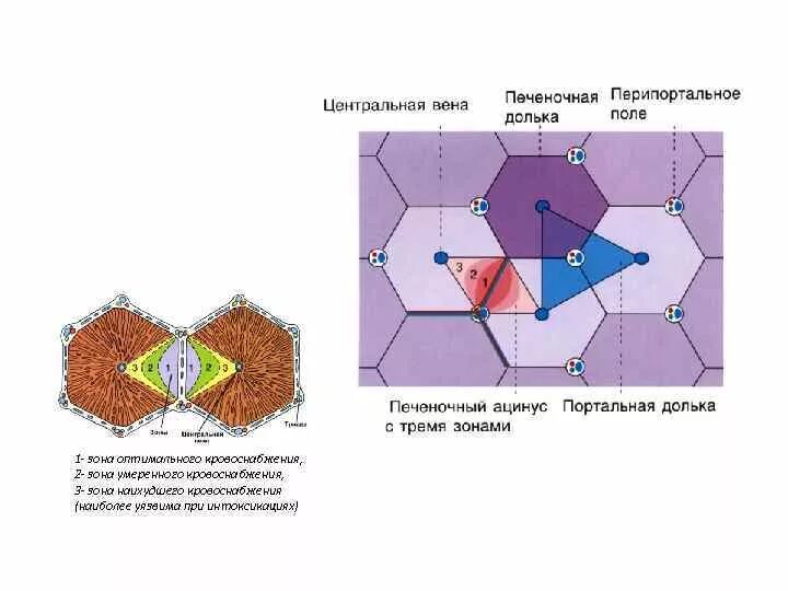 Строение печеночной дольки гистология. Портальная долька и ацинус печени. Строение портальной дольки печени. Печеночный ацинус схема. Портальный ацинус.