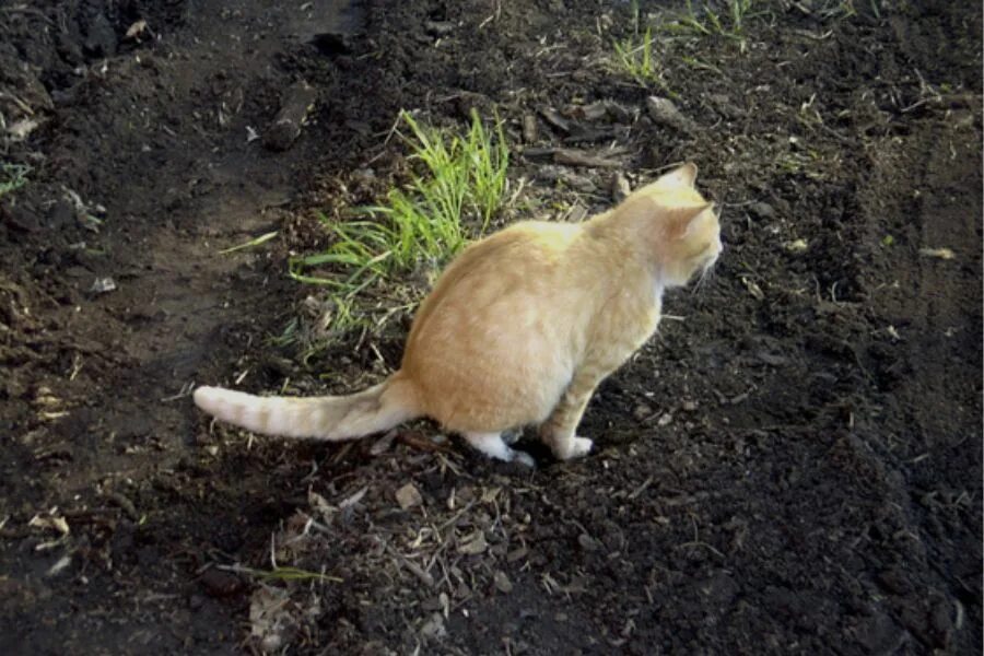 Как отвадить кошек с участка. Кошка на грядке. Кошки роют в огороде. От кошек на грядки. Кошка роет.