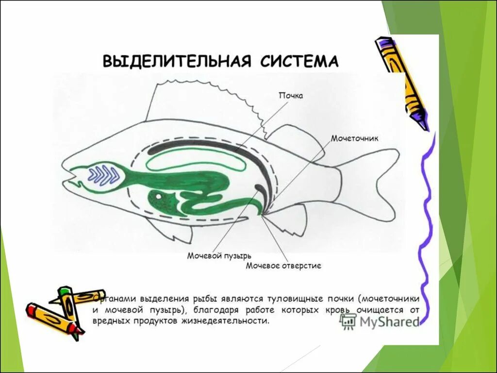 Пищеварительная система класса рыб. Выделительная система рыб схема. Строение выделительной системы рыб. Выделительная система костных рыб схема. Система органов выделения у рыб.