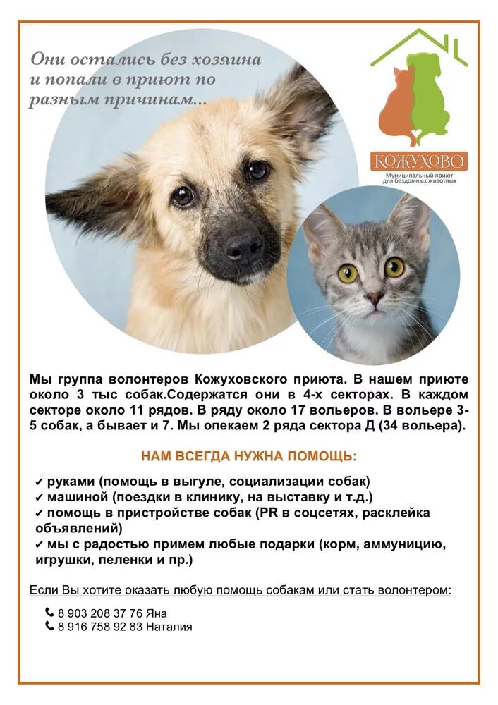 Приют для животных кот и пес. Акция приюту собак. Приют для собак. Серовский приют для животных. Список приютов.