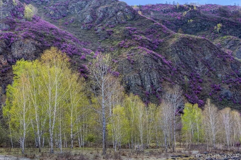 Алтай забайкальский край. Маральник на Алтае. Багульник сопки Забайкальский. Цветение багульника в Забайкалье. Забайкальский край багульник сопки.