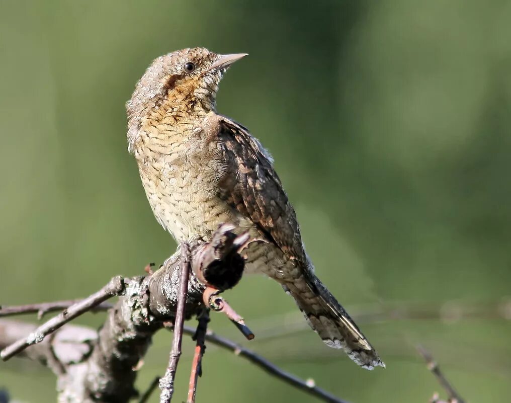 Вертишейка мимикрия. Вертишейка обыкновенная. Вертишейка птица. Вертишейка (jynx torquilla). Вертишейка птица.