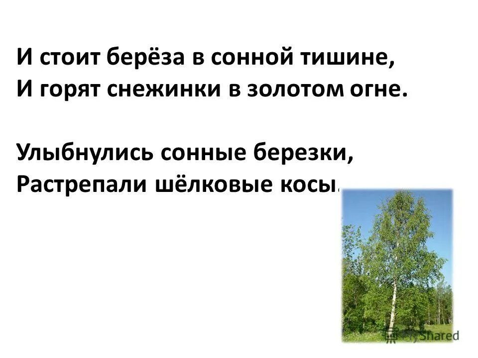 улыбнулись сонные березки какое время года