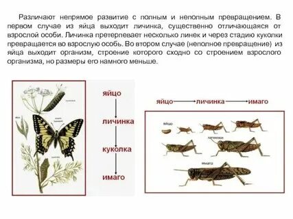 Прямой неличиночный тип развития примеры