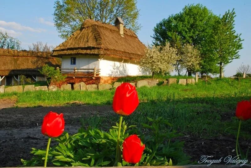 Садок вишневый коло хаты. Вишнёвый садик возле хаты. Садок вишневий коло хати. Вишневый сад коло хати. Вишнева хата