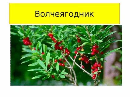 Волчеягодник описание