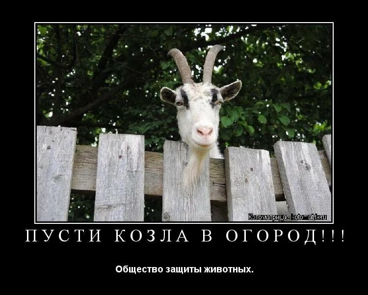 Коза прикол. Козел прикол. Коза не козила я уходила. Смешной козёл. Коза не козила я уходила.