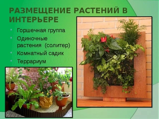 Каковы способы размещения цветов в жилой комнате