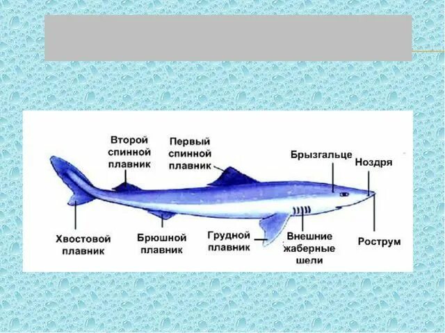 Хрящевые рыбы 5 класс. Класс хрящевые рыбы 7 класс биология. Строение хрящевых рыб биология 7 класс. Хрящевые рыбы + по биологии 7 класс. Характеристика класса хрящевые рыбы 7 класс.