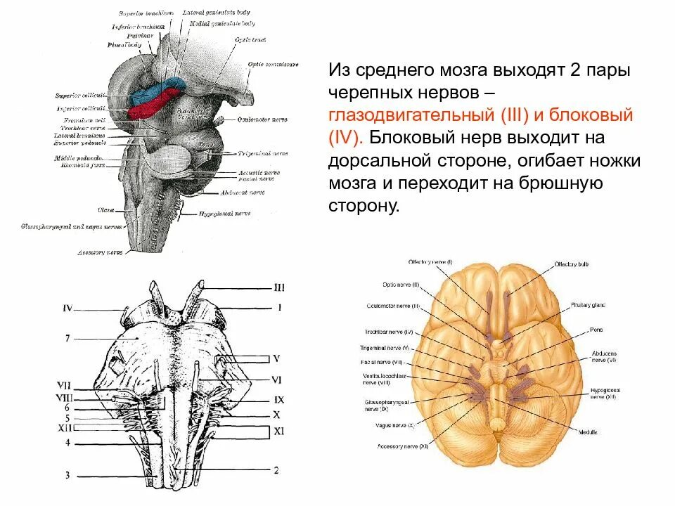 Блоковый нерв среднего мозга. Черепно мозговые нервы блоковидный нерв. Ядра среднего мозга ядро блокового нерва. Черепно мозговые нервы среднего мозга.