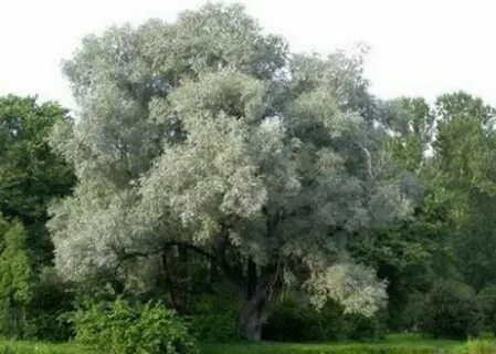 Ива белая лечебные свойства