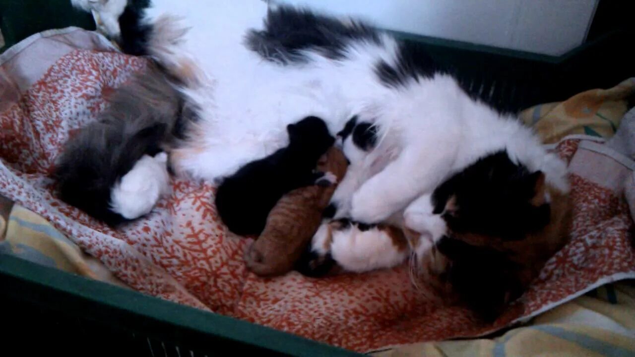 Кошки после рождения котят. Котята в 2 часа рождения. Котенку которому 2 часа после рождения. Кот стал неадекватный после рождения котят. Когда можно отдавать котят.
