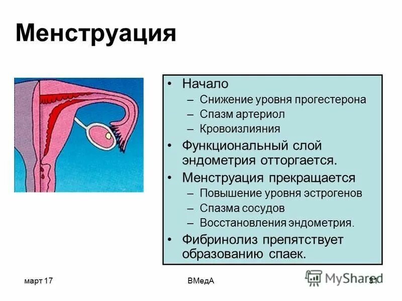 Почему спазмы во время месячных