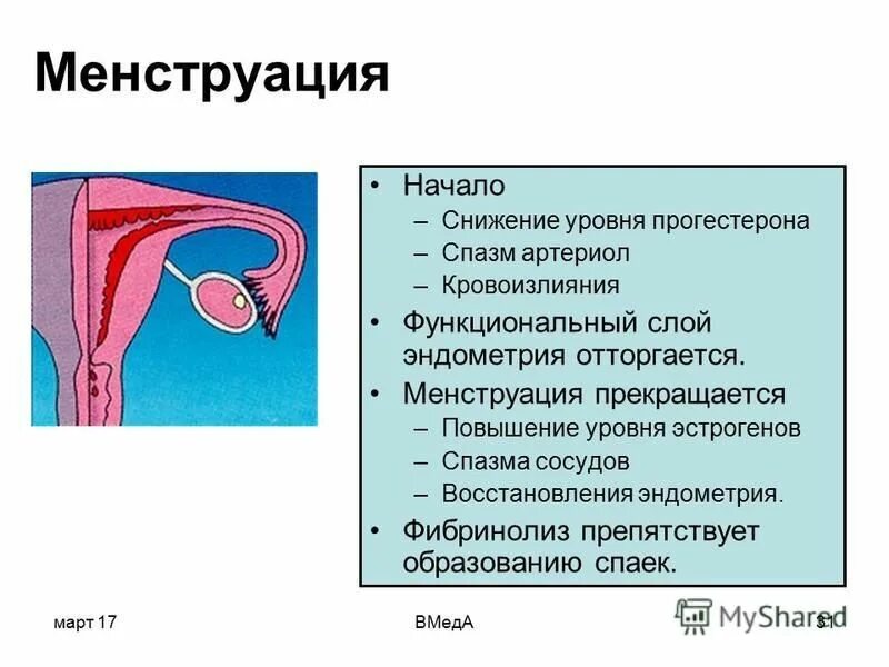 Месячные начинаются эндометрий. Эндометрий после менструации. Во время менструации отторгается эндометрий. Эндометрий перед менструацией.