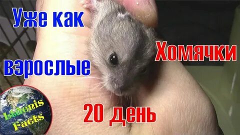 Слово в хомяке 20