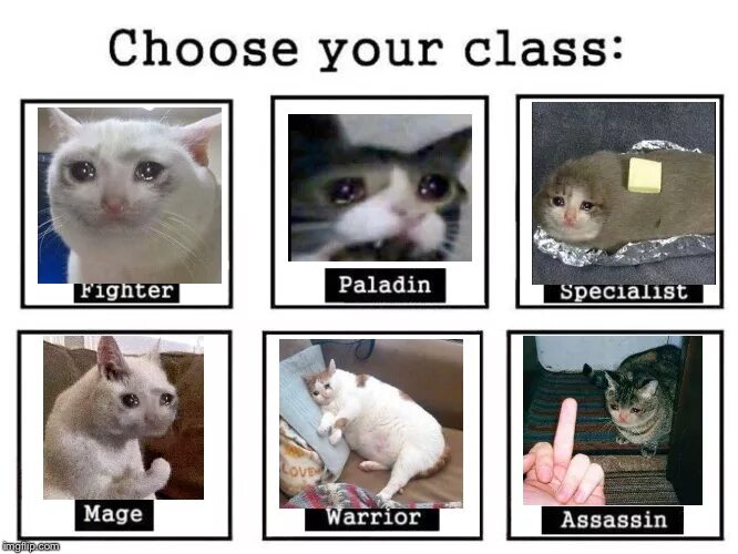 Choose your Fighter Мем. Кот боец Мем. Выбери своего бойца коты. Мем про choose your. Choose your variant