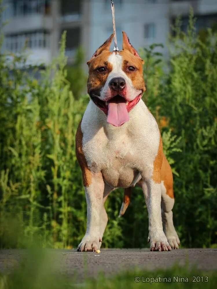 стаффордширский терьер выставочный 2021. американский стаффордширский терьер в стойке. питомник амстаффов. аргентинский стаффордширский терьер. амстафф белый.