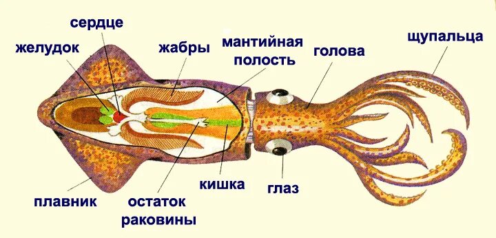 Сердце головоногих. Головоногие моллюски внутреннее строение. Строение ноги головоногих моллюсков. Жабры головоногих моллюсков. Строение раковины головоногих моллюсков.