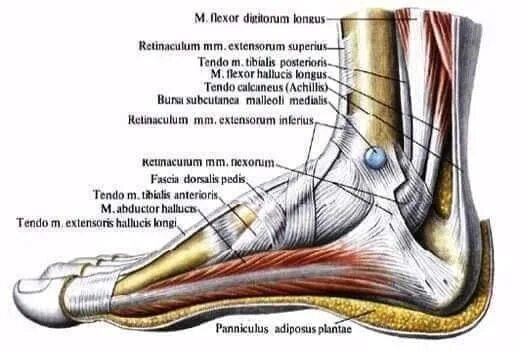 Связочный аппарат стопы. Стопа анатомия строение сухожилия и мышцы. Стопа анатомия мышцы связки фасции. Голеностопный сустав сухожилия анатомия строение. Анатомия стопы связки и сухожилия.
