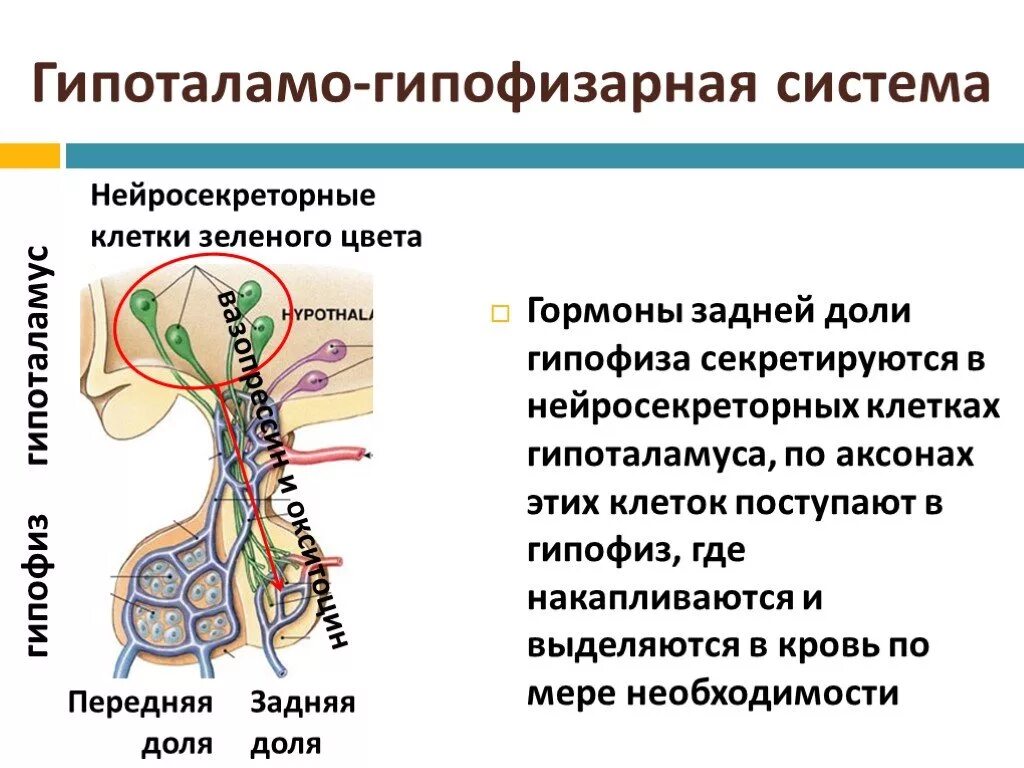 Выработка гормона роста входит в функции нейронов