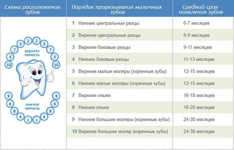 Первые зубы последовательность