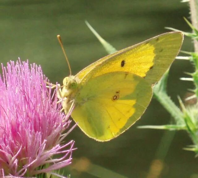 COLIAS philodice. Жёлтая бабочка. Желтая бабочка на Урале. Желто белая бабочка название. Лимонница желтая бабочка сидит