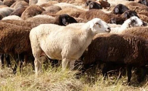 Каракулевая порода овец. Овца. Кой малы. Кой малы. Кой мал эчки.