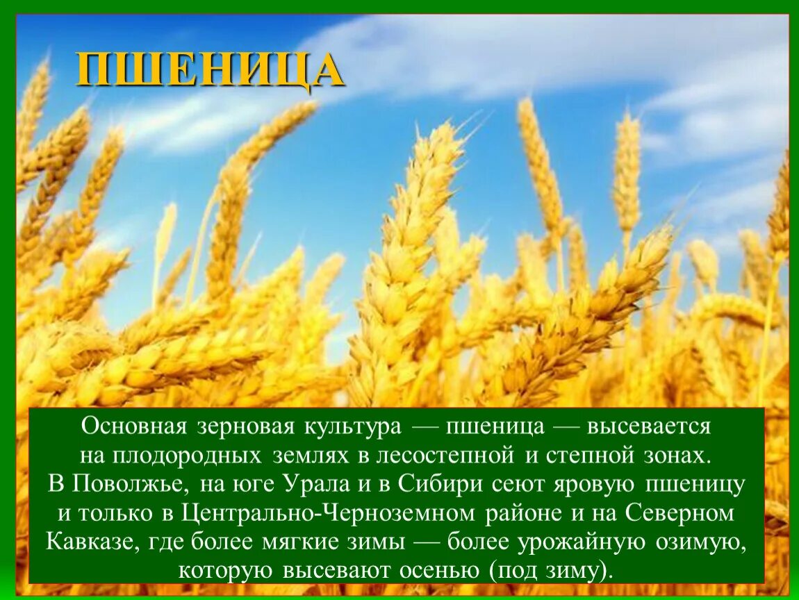 Какие зерновые культуры выращивали в россии. Главные зерновые культуры. Зерновые культуры России. Зерновые культуры презентация. Основная зерновая культура.