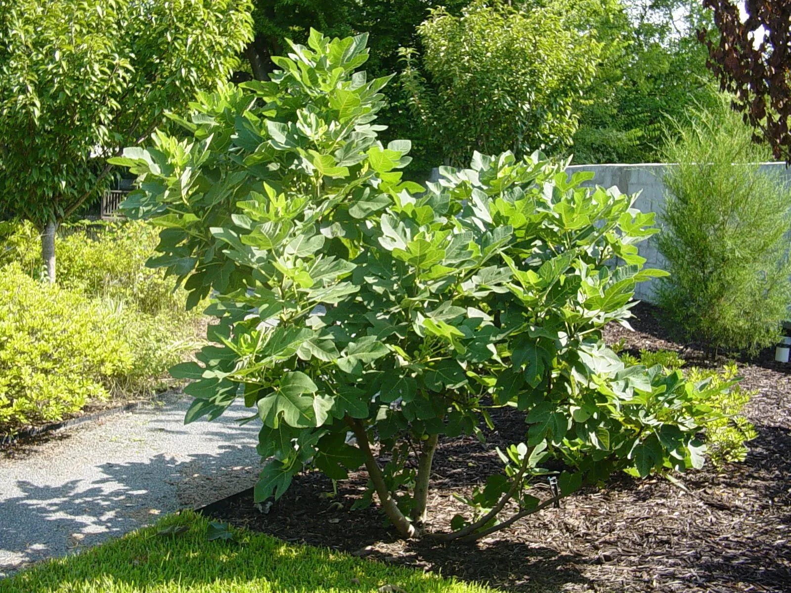 Инжир Крымский черный - Фиговое дерево - Фига - (лат. Ficus carica) семена 30шт 