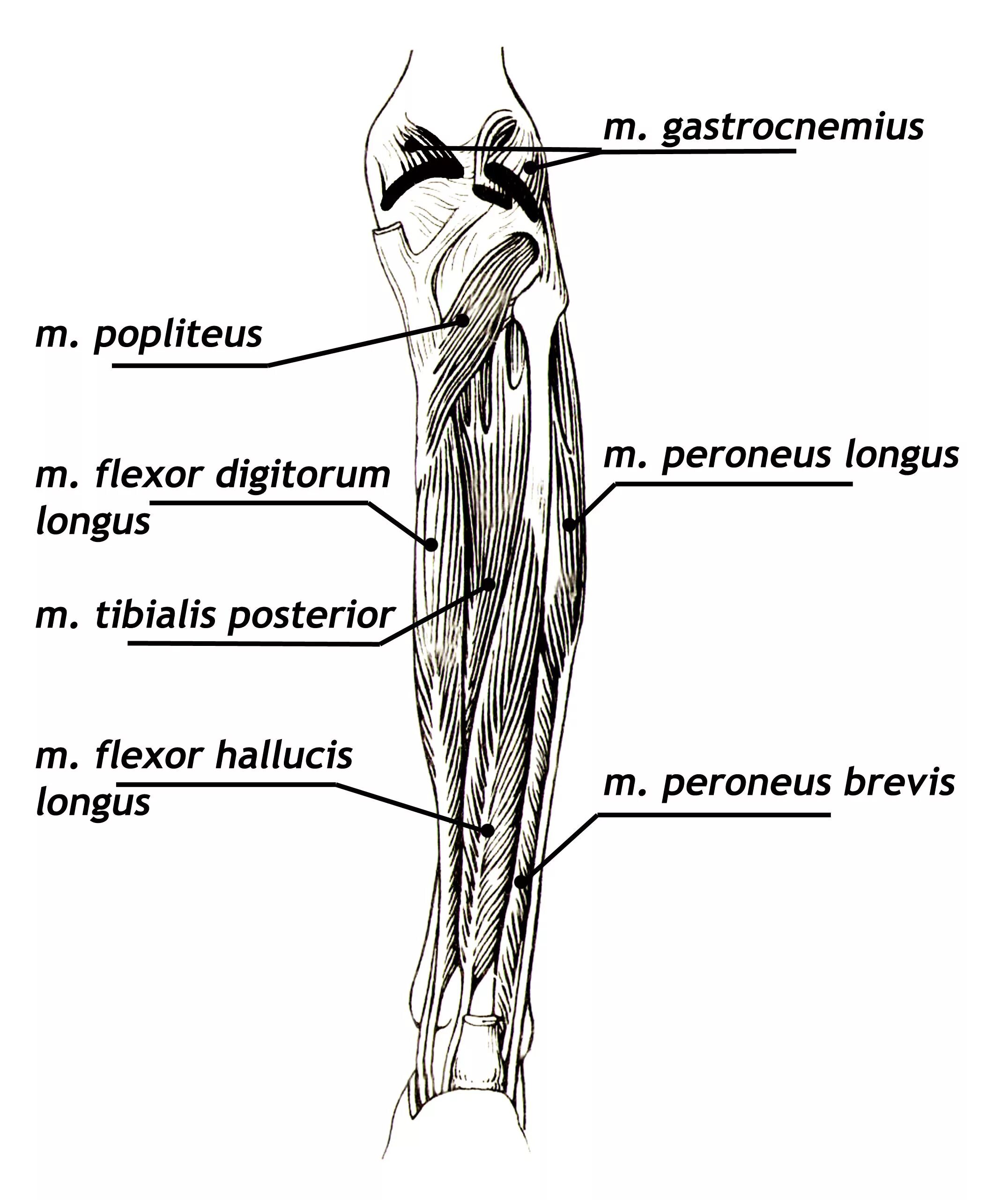 Послойная топография голени. Canalis cruropopliteus анатомия. Canalis musculoperoneus Superior топографическая анатомия. Каналы голени топографическая анатомия.