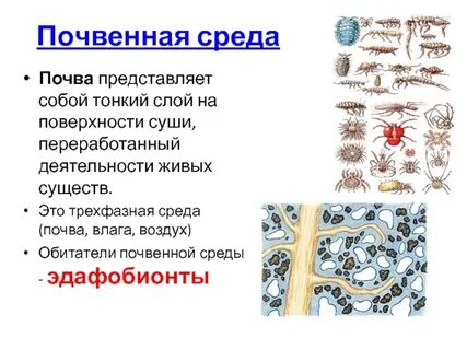 Какие среды жизни населяют гидробионты и аэробионты