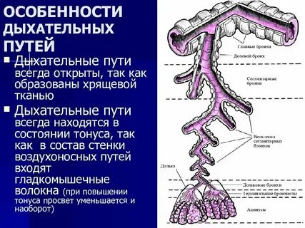 Эпителии верхних дыхательных путей