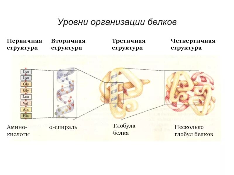Уровни организации белковой структуры: найдено 87 изображений