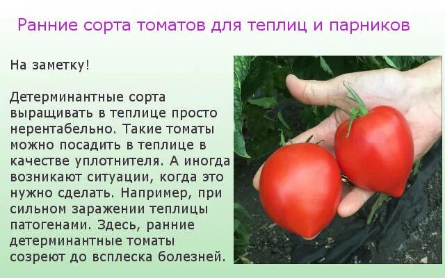 Детерминантные томаты для теплицы лучшие сорта. Ультраранние томаты для теплицы. ранние детерминантные сорта томатов. ранние сорта помидор для теплицы. раннеспелые томаты для теплиц.