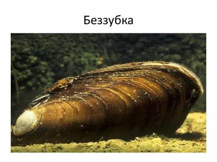 Беззубка и окунь