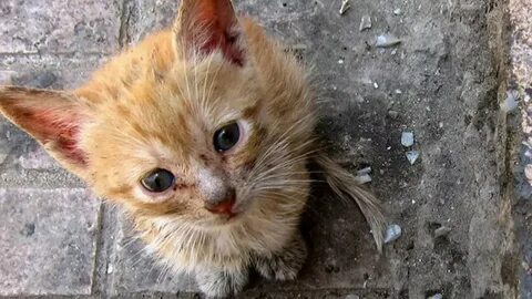 Включи бездомного кота