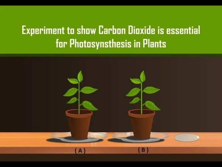 Carbon Experiments. An Experiment proving the need for Carbon dioxide for Photosynthesis.. Importance of stomata.