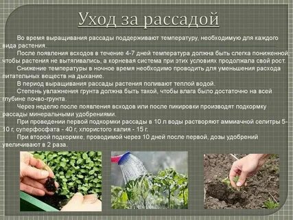 Удобрение для рассады овощей при посадке