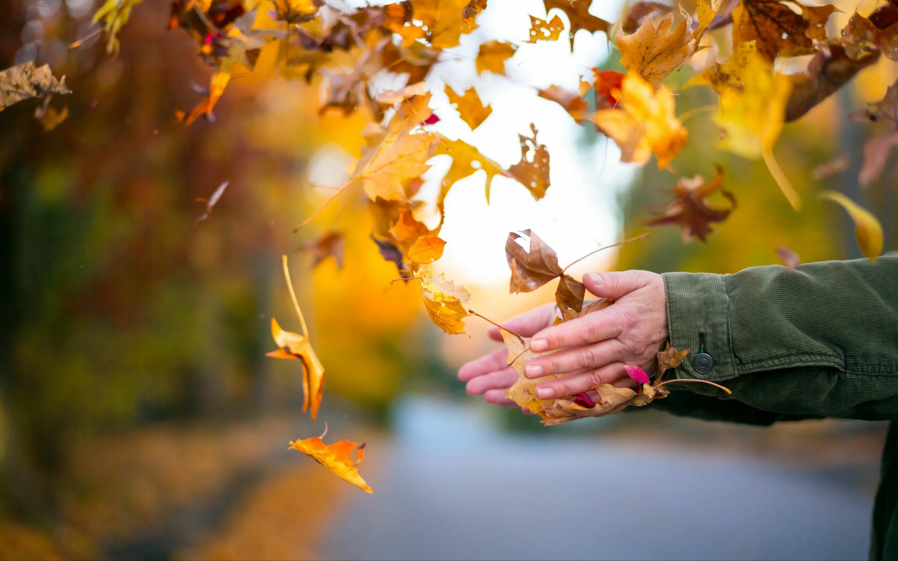 Осенний лист в руке. Лист в руке. Осенний лист на ладони. Осень люди. Словно листья на ветру