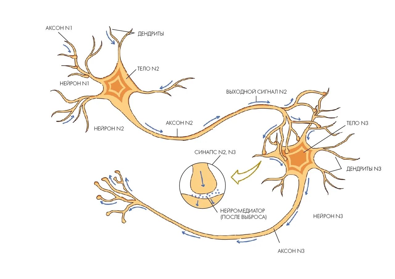 Импульс мозг аксон. Строение нейрона Аксон дендрит синапс. Синапсы Синукс дендрит Аксон. Строение нервной клетки синапс. Строение нейрона и синапса.