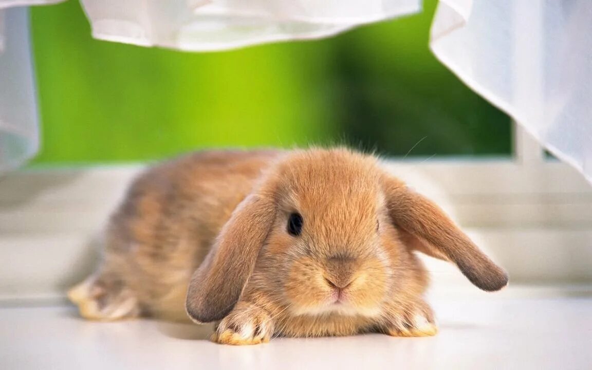Зайчики обнимаются. Smutty bunny. Smutty bunny. Smutty bunny. Smutty bunny.