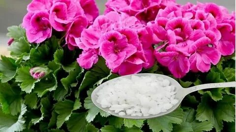 Пеларгония какие удобрения